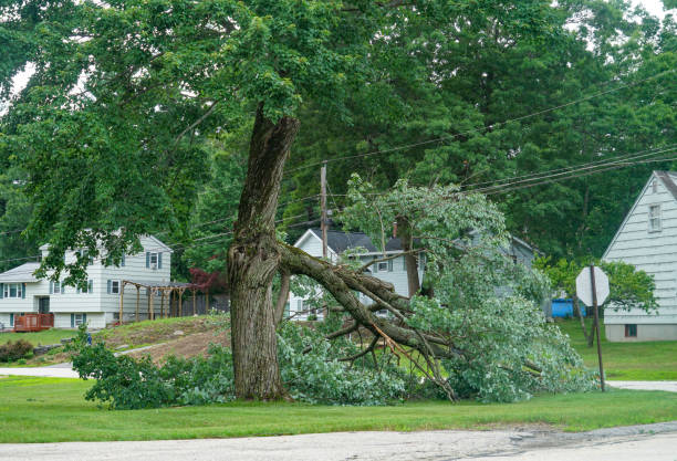 Dead Tree Removal in Hooper, UT